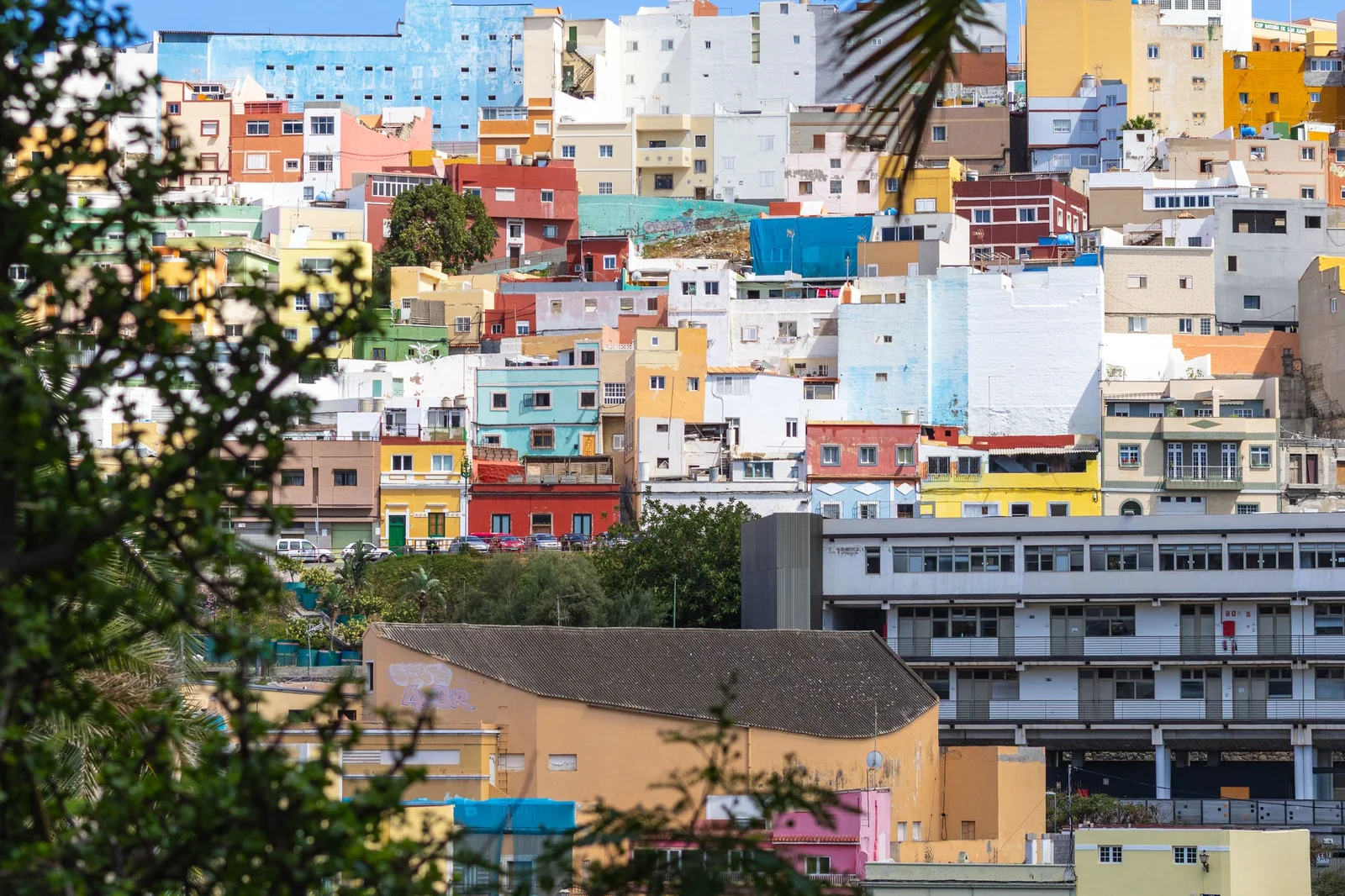Ladera llena de casas de colores en Las Palmas de Gran Canaria, con una palmera en primer plano